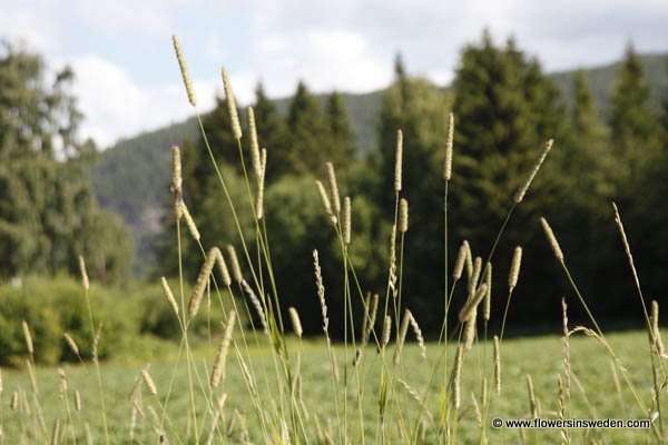 Phleum pratense, Timotej, Wiesen-Lieschgras,  Timoteegras, Timothy-grass