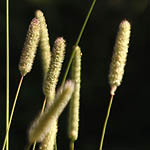 Phleum pratense - Flowers in Sweden