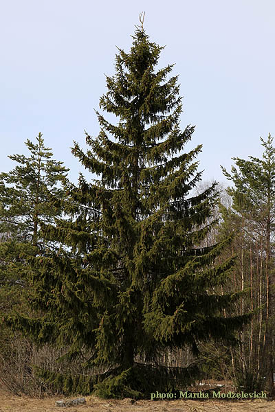 Flowers of Sweden: Picea abies, Gran, rödgran, vanlig gran, Fichte, Fijnspar, Norway Spruce