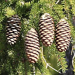 Picea abies - Flowers in Sweden