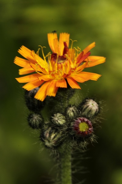 Pilosella aurantiaca, Hieracium aurantiacum , Rödfibbla, Orangerotes Habichtskraut, Oranje havikskruid, Fox-and-cubs, Orange hawkweed