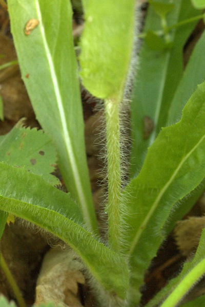 Pilosella aurantiaca, Hieracium aurantiacum , Rödfibbla, Orangerotes Habichtskraut, Oranje havikskruid, Fox-and-cubs, Orange hawkweed