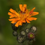 Pilosella aurantiaca - Flowers in Sweden