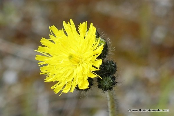 Sweden Flowers, Pilosella dubia, Hieracium cymosum, Pilosella cymosa, Styvhårig kvastfibbla, Trugdoldige Habichtskraut, een havikskruid, a hawkweed