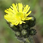 Pilosella dubia - Flowers in Sweden