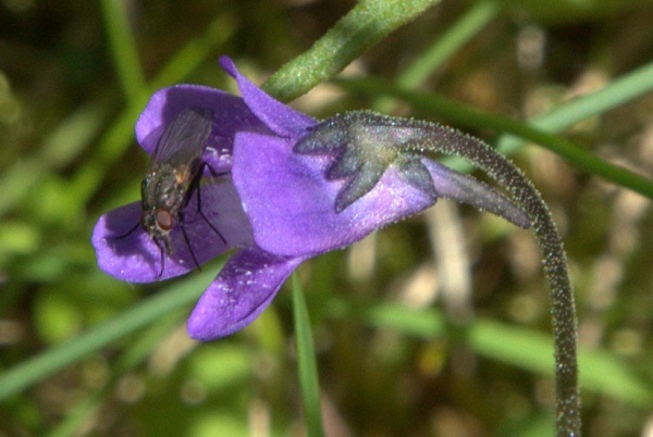 Pinguicula vulgaris, Tätört, Gewöhnliches Fettkraut, Gewoon vetblad, Common Butterwort