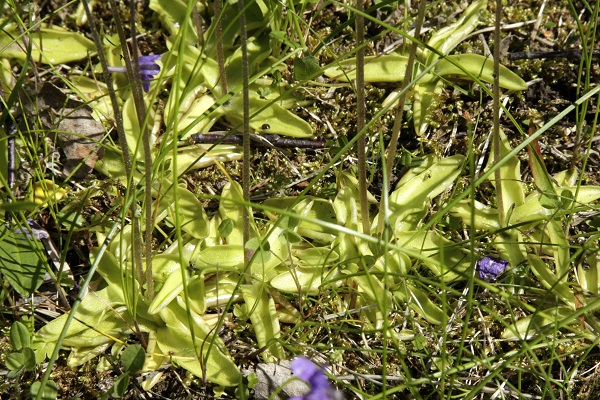 Pinguicula vulgaris, Tätört, Gewöhnliches Fettkraut, Gewoon vetblad, Common Butterwort