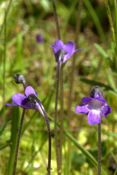 Pinguicula vulgaris, Tätört, Gewöhnliches Fettkraut, Gewoon vetblad, Common Butterwort