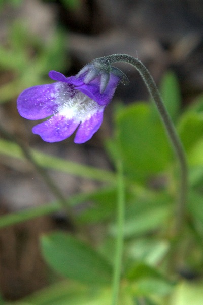 Pinguicula vulgaris, Tätört, Gewöhnliches Fettkraut, Gewoon vetblad, Common Butterwort