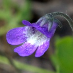 Pinguicula vulgaris - Flowers in Sweden