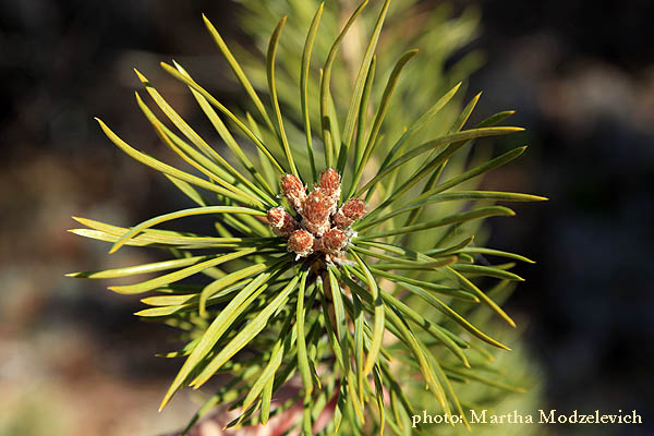 Sweden Flowers - Pinus sylvestris,Tall,Fur, Waldkiefer,Grove den, Scots Pine