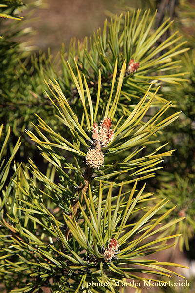 Pinus sylvestris,Tall,Fur, Waldkiefer,Grove den, Scots Pine