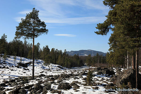 Flowers in Sweden online