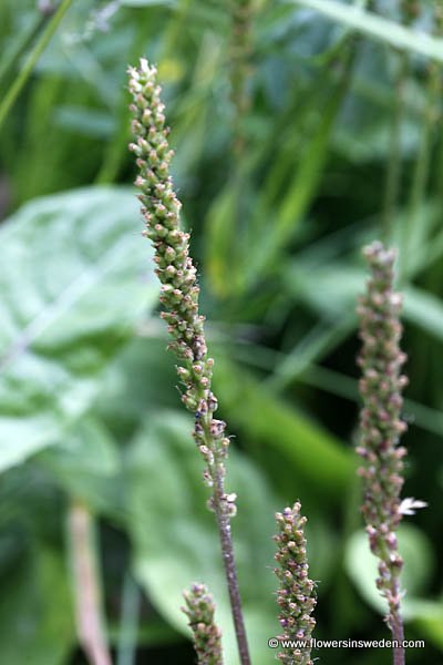 Plantago major, Groblad, Breitwegerich, Grote weegbree, Broadleaf plantain, Greater plantain