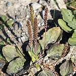 Plantago major - Flowers in Sweden