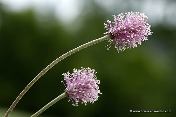 Vilda blommor i Sverige