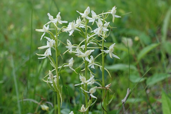 Sweden Flowers, Platanthera bifolia, Nattviol, Zweiblättrige Waldhyazinthe, Welriekende nachtorchis, Lesser butterfly-orchid