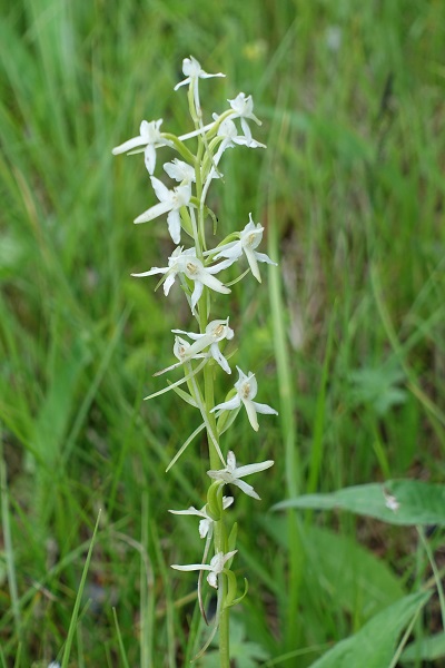 Platanthera bifolia, Nattviol, Zweiblättrige Waldhyazinthe, Welriekende nachtorchis, Lesser butterfly-orchid