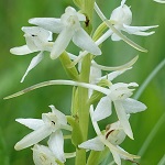 Platanthera bifolia - Flowers in Sweden