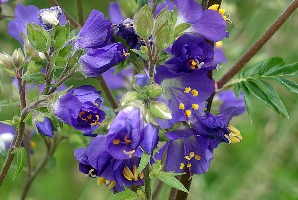 Polemonium caeruleum, SE: Blågull, DE: Himmelsleiter, NL: Jakobsladder, UK: Jacob's-ladder, Greek valerian