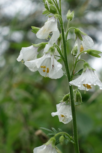 Polemonium caeruleum, SE: Blågull, DE: Himmelsleiter, NL: Jakobsladder, UK: Jacob's-ladder, Greek valerian