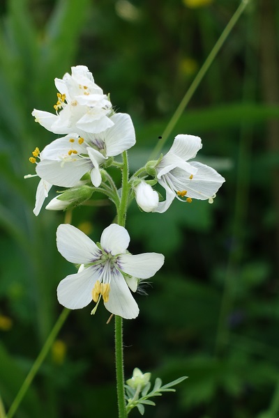 Polemonium caeruleum, SE: Blågull, DE: Himmelsleiter, NL: Jakobsladder, UK: Jacob's-ladder, Greek valerian