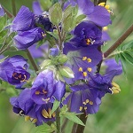  Polemonium caeruleum - Flowers in Sweden