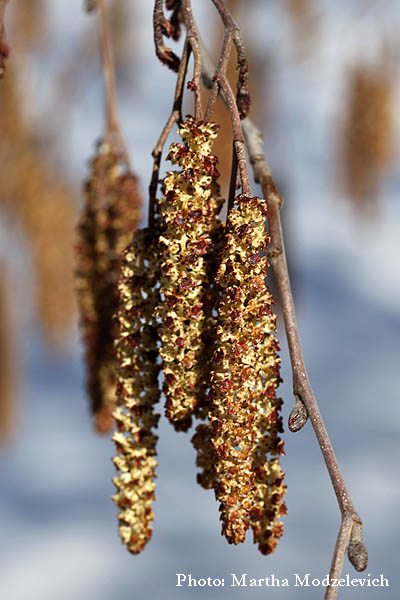 Flora, Sweden, Florist