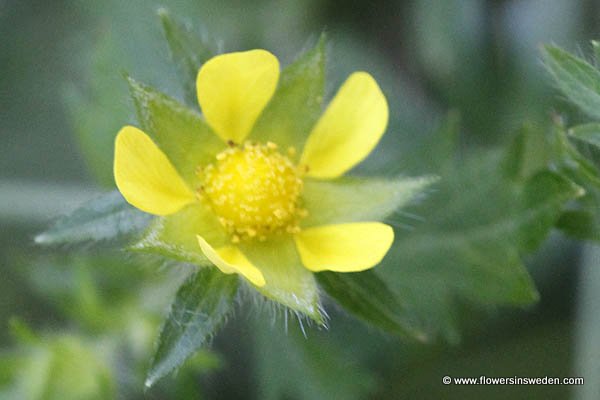 Sweden Travel Nature Wildflowers Pictures