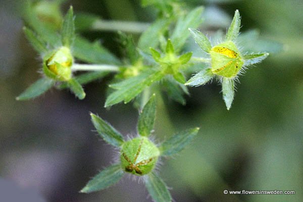 Potentilla norvegica, Potentilla monspeliensis, Norsk fingerört,Norwegisches Fingerkraut, Noorse ganzerik, Norwegian cinquefoil, Rough cinquefoil, Strawberry-weed, Ternate-leaved Cinquefoil