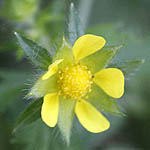 Potentilla palustris - Flowers in Sweden