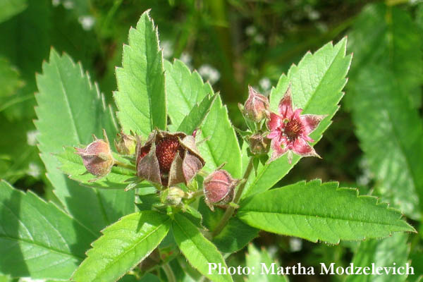 Wilde planten in Zweden, Natuur, Reizen