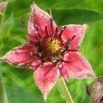 Potentilla palustris - Flowers in Sweden