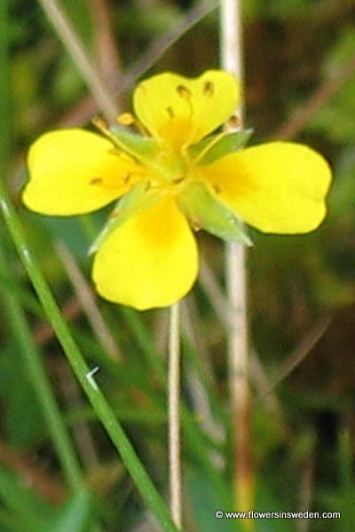 Native Plants of Sweden