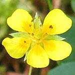 Potentilla reptans - Flowers in Sweden