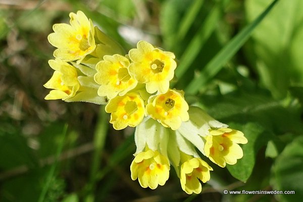 Sweden Flowers, Primula veris, Primula officinalis, Gullviva, Echte Schlüßelblume, Gulden sleutelbloem, Common cowslip