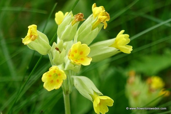 Primula veris, Primula officinalis, Gullviva, Echte Schlüßelblume, Gulden sleutelbloem, Common cowslip