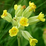 Potentilla reptans - Flowers in Sweden