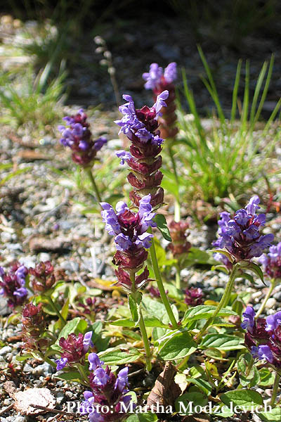 Sweden, Flowers, Travel, Ragunda