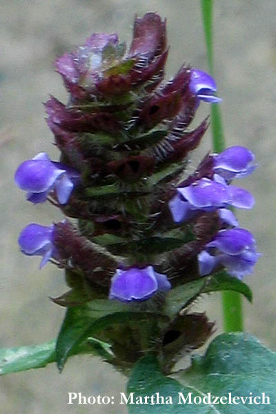 Prunella vulgaris, Brunört, Kleine Braunelle, Gewone brunel, Common Selfheal, Heal-All, Heart-of-the-earth