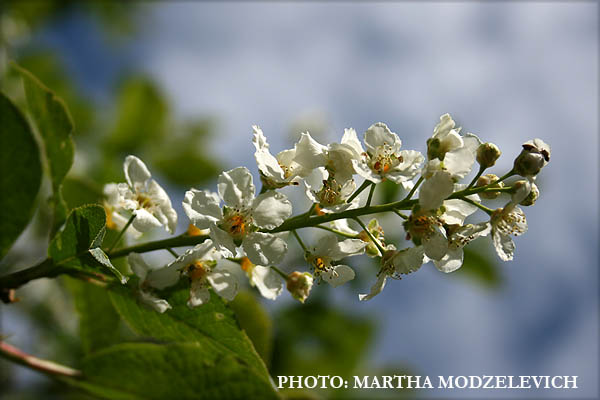 Flowers in Sweden