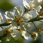 Prunella vulgaris - Flowers in Sweden