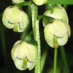 Pyrola - Flowers in Sweden