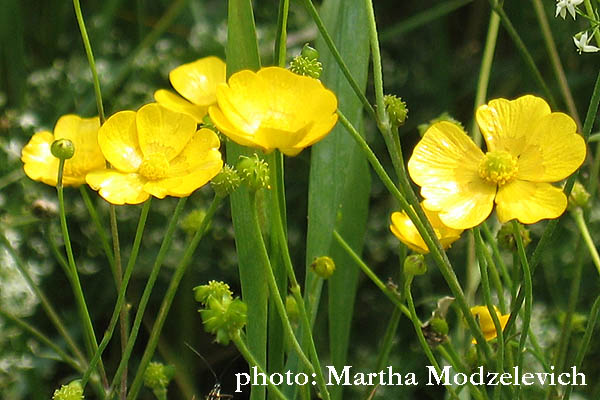 Ranunculus acris, Smörblomma,Scharfer Hahnenfuß,Boterbloem, Meadow buttercup, Tall buttercup