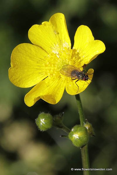 Ranunculus acris, Smörblomma,Scharfer Hahnenfuß,Boterbloem, Meadow buttercup, Tall buttercup