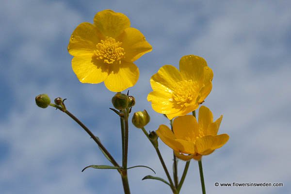 Zweden Bloemen Natuur Reizen