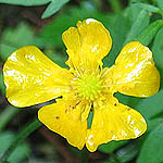 Ranunculus acris - Wildflowers, Sweden