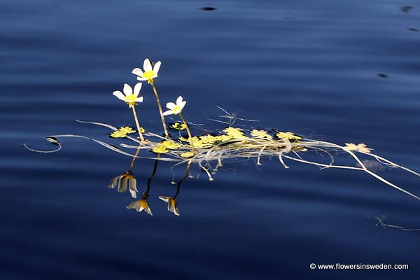 Sweden, Travel, Nature, Botany, Wildflowers