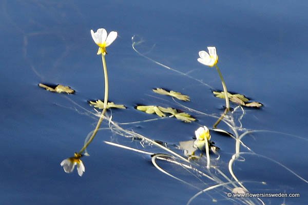 Ranunculus peltatus, Sköldmöja, Schild-Wasserhahnenfuß, Grote waterranonkel, Pond Water-crowfoot