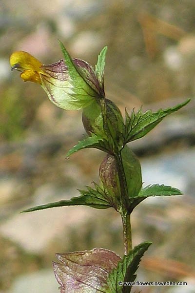 Flowers in Sweden